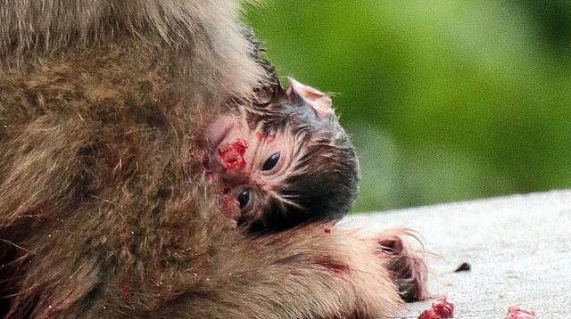 Japanese Macaque baby ecs.page.link/6b35