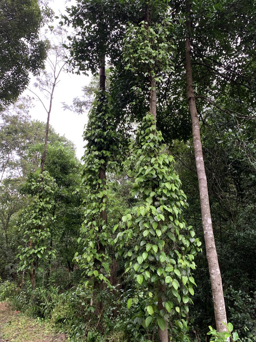 katranjeet's tweet photo. Nice to see lush green Pepper Vines climbing Silver Oak trees in North Coorg.Great way to start morning. The return of monsoon to Kodagu is a blessing #Peppertrail #kodagu #Coorg #Mercara @VishSathappan https://t.co/3uyky0YzLf