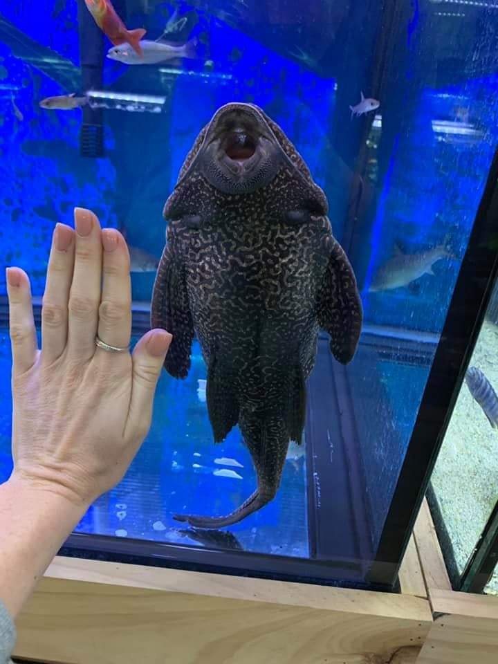 What to Do With Overgrown Pleco? 2 What to Do With Overgrown Pleco