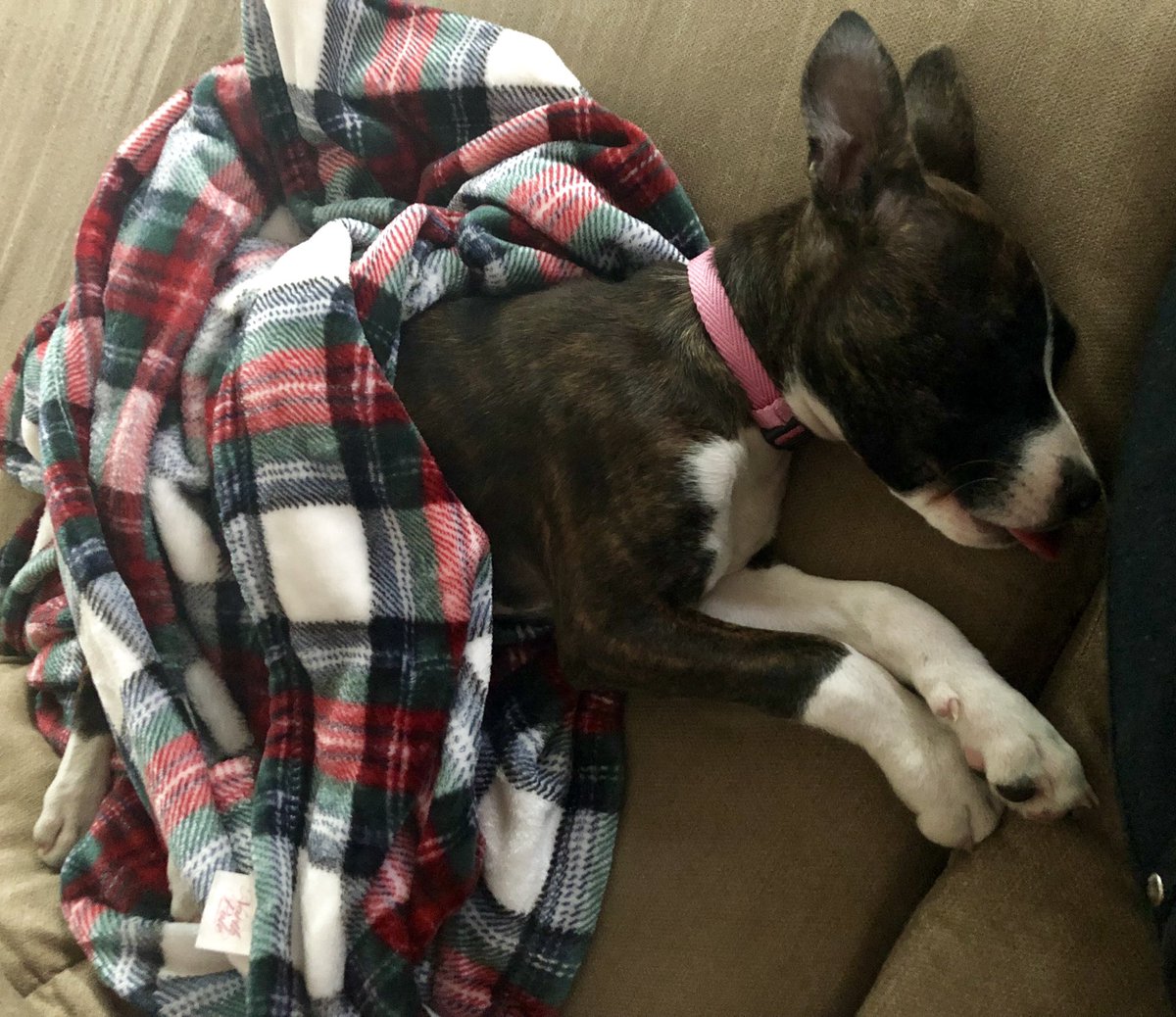 Tinascarps's tweet photo. So Barb’s first 4th of July is going to be a complete nightmare for her. Fireworks just went off while we were in the yard... she nearly had a heart attack & so did I while trying to catch her from escaping! UGH! #poorBarb #restingcomfortably https://t.co/MAJhEj6Ftc