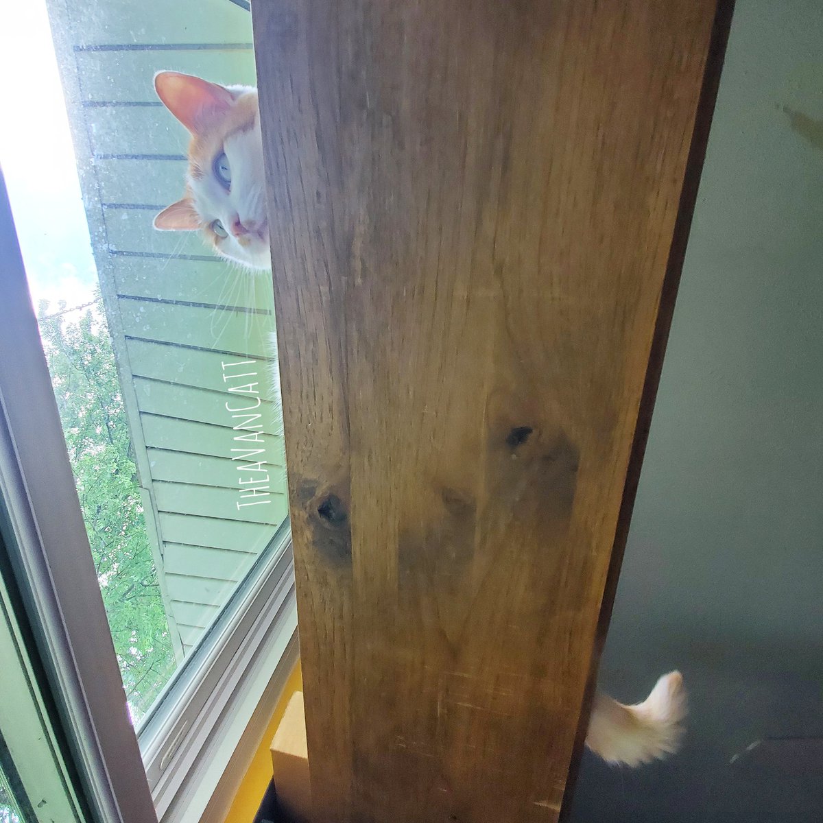 THEA_VanCat's tweet photo. #newfavoritespot #window #birdwatching https://t.co/SUeUAO0R7T