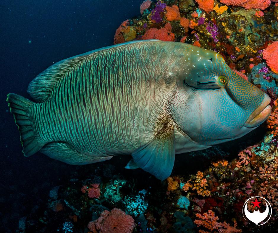 ScubaReps's tweet image. Diving alongside a fish half the size of you can be humbling. Especially when you remember how lucky we are to share this planet with such phenomenal creatures. The Napoleon wrasse is only one of them. #komodo #scubadiving #napoleon #fish