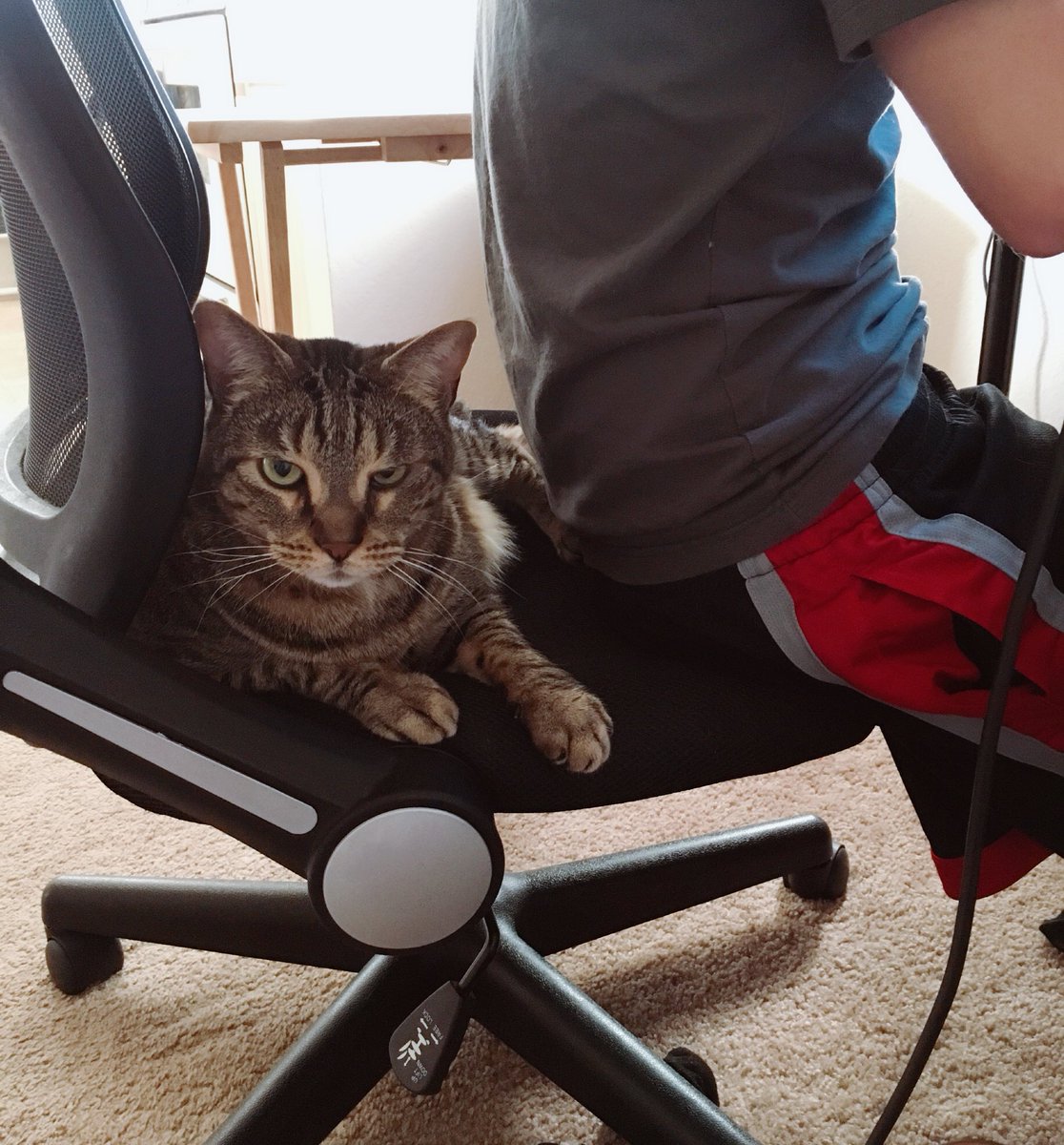 Hard to concentrate on my game with this backseat gamer lol