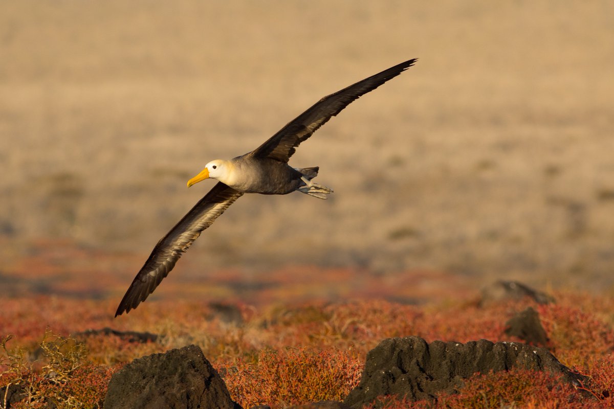 PacificSeabirds's tweet photo. Happy #WorldSeabirdDay! Seabirds are incredible, covering all the oceans of the world. This waved albatross from the #Galapagos is the only equatorial albatross! What's your favorite seabird? https://t.co/Ay3LI2d3RG