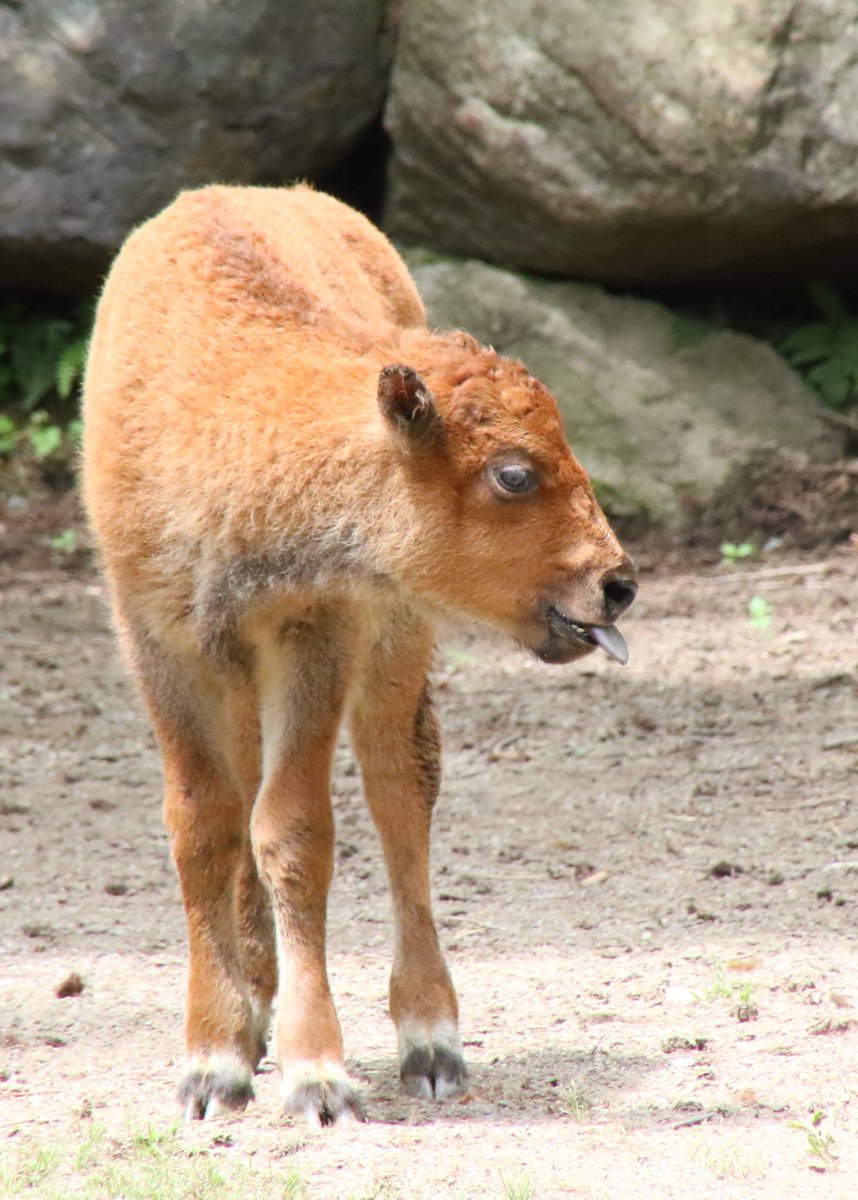 盛岡市動物公園 Zoomo على تويتر てへぺろなアメリカバイソンの赤ちゃん そんな何をしていてもかわいい赤ちゃんに会いに来てください 7 7まで園内で愛称募集中 ぜひかわいい愛称をつけてあげてくださいね