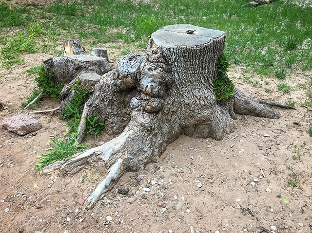 YellowPeriscope's tweet photo. Once upon a tree that became a stool #tree #tree_captures #nature #naturelovers #naturephotography #outdoors #zion #zionnationalpark #utah #usa #trip #travel https://t.co/Sg3e1o1HMA https://t.co/y5gKWfQLjC
