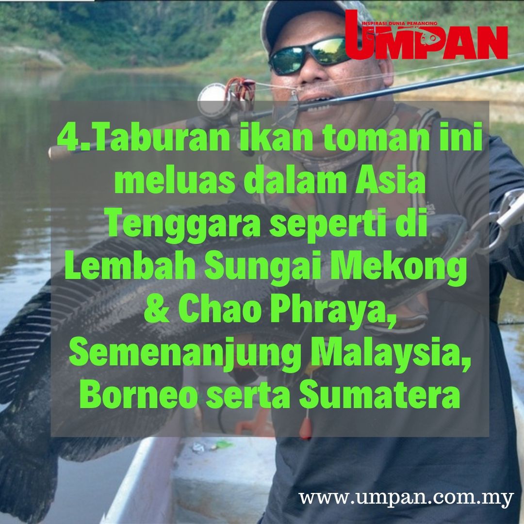 umpanmy's tweet photo. Sambungan apa lagi nasihat pemancing otai kepada BBNU yang bila mancing dapat toman? Share sikit geng!

#umpan #majalahumpan #ikan #toman #pancing https://t.co/1fIsOhlYjX