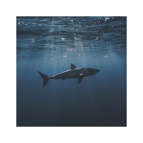 oceanicpride's tweet image. ﹙♚﹚「ᴊᴀᴍᴀʀɪᴏɴ ᴋᴀɪᴀ 」   

   — sᴏɴɢ ᴏғ ᴛʜᴇ ᴏᴄᴇᴀɴ's ᴡʀᴀᴛʜ

↳ ʀᴏᴄᴋʏ ᴡᴀᴠᴇs
- ᴍᴇʀᴘʀɪɴᴄᴇ ᴏᴄ
- ᴄᴏᴍᴍᴀɴᴅᴇʀ ᴏғ ᴛʜᴇ sʏʀᴇɴᴀʟɪs ᴀʀᴍʏ
- sᴜᴍᴍᴏɴᴇʀ ᴏғ sᴛᴏʀᴍs ᴀɴᴅ sᴇᴀ ᴍᴏɴsᴛᴇʀs

( ↻ + ♡ ? )
— ᴀ sᴏɴɢ ʙʏ #ʙʟᴜᴇᴊᴀᴇ