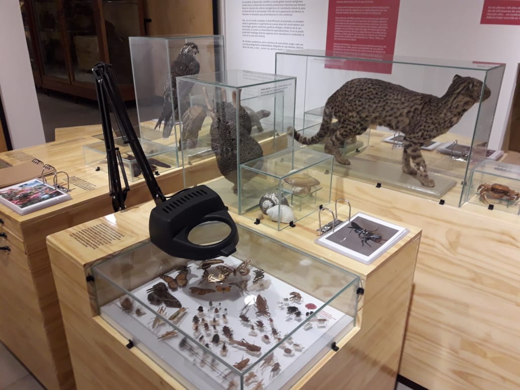 barrioculturasf's tweet photo. Muestra “Crónicas de descubrimientos y extinciones” en el Museo Ameghino #ciudaddeSantaFe #Ministeriodeinnovaciónycultura #Muestra“Crónicasdedescubrimientosyextinciones” #MuseoProvincialdeCienciasNaturales"FlorentinoAmeghino" https://t.co/daMGF10MH2 https://t.co/p6jIABJVqb