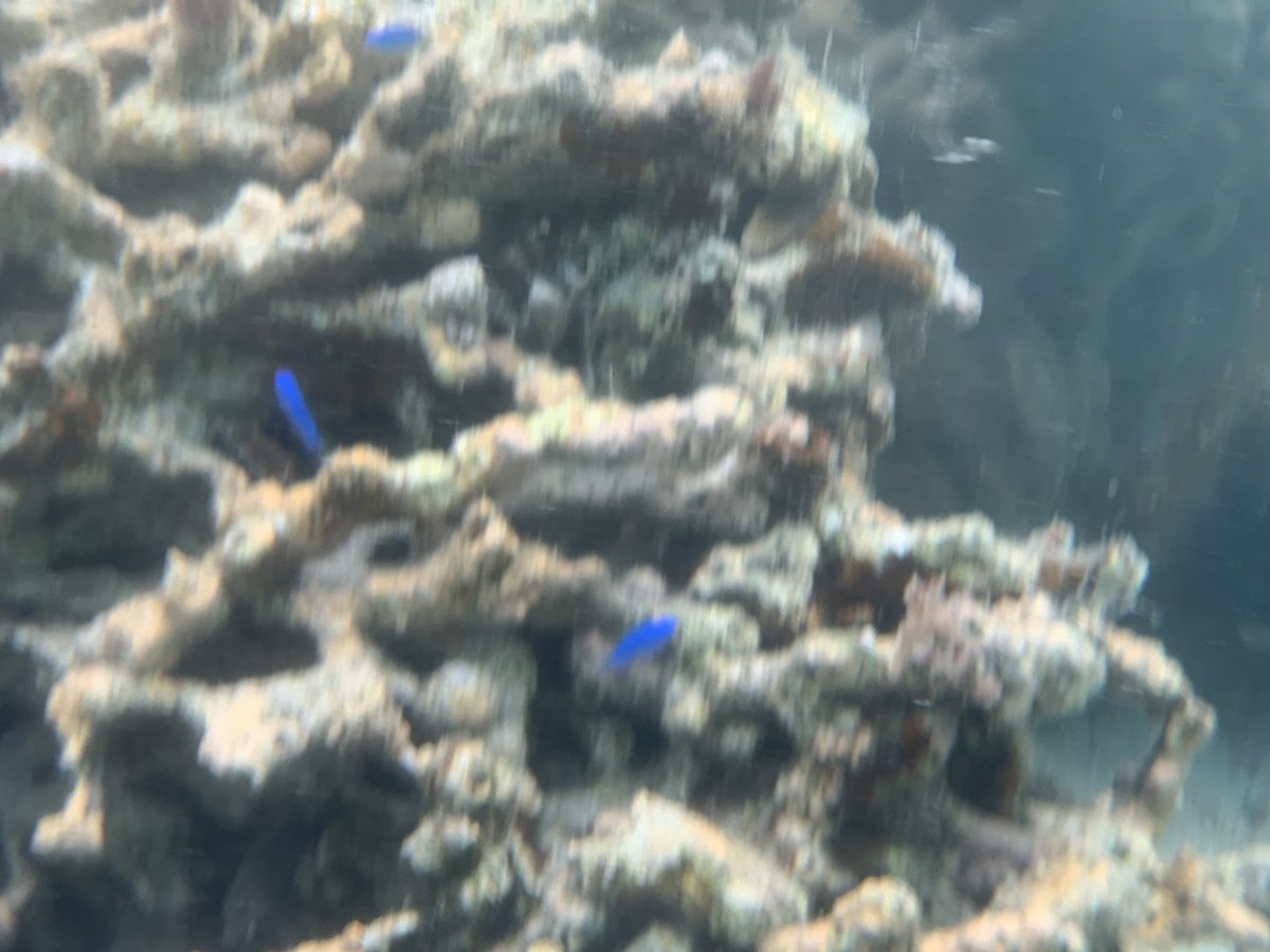 erinyandesu's tweet photo. 海中撮影失敗w

でもお魚さん可愛いかったあ😊💓🐠 https://t.co/BdOPtTitZj