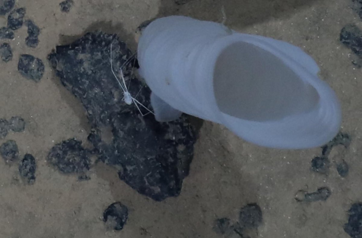 MelanieBergma18's tweet photo. #SO268: Yay, 1st round of image analysis completed (5,010)! The biggest surprise is the high biodiversity & large size of animals despite the depth (5200-5900m), compared with the #Arctic seafloor that I am used to. Here are some of my favourites #benthic #deepsea #Pacific #Abyss https://t.co/Jb0gDsNwrD