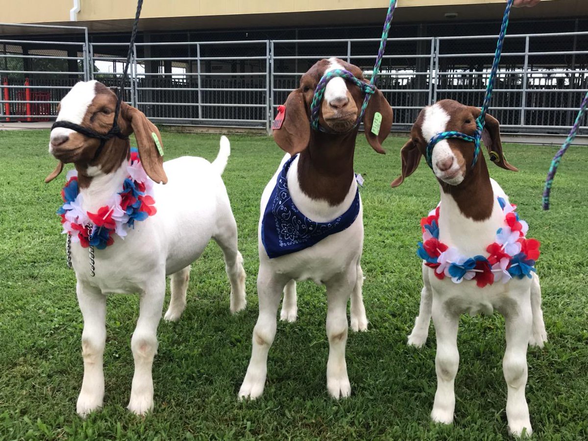 JeniseRice79's tweet photo. Happy pre -July 4th~ Mr. Kodi Lane pictured in center (our daughter's Texas State Fair goat). #FourthOfJuly #familytime #FFAlife https://t.co/jia1AC53fF