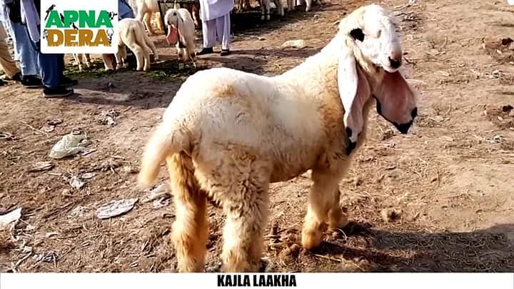 ApnaDeraNumber1's tweet photo. #Laakha #Lakha #Kajla #Chatra #Sheep #Apna #Dera #ApnaDera https://t.co/G9UdRvHjnP