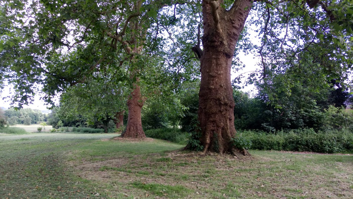 This coming Saturday 6th July the Information Centre will be open between 10.00am - 1.00pm. We hope to continue with litter picking. All welcome, so come &amp; enjoy. Car park entrance at Rectory Lane. See you there!  #bexley #lovesidcup #eltham