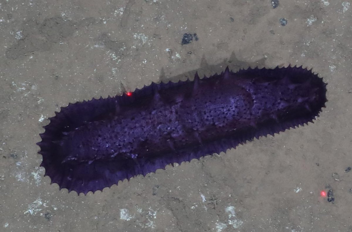MelanieBergma18's tweet photo. #SO268: Yay, 1st round of image analysis completed (5,010)! The biggest surprise is the high biodiversity & large size of animals despite the depth (5200-5900m), compared with the #Arctic seafloor that I am used to. Here are some of my favourites #benthic #deepsea #Pacific #Abyss https://t.co/Jb0gDsNwrD