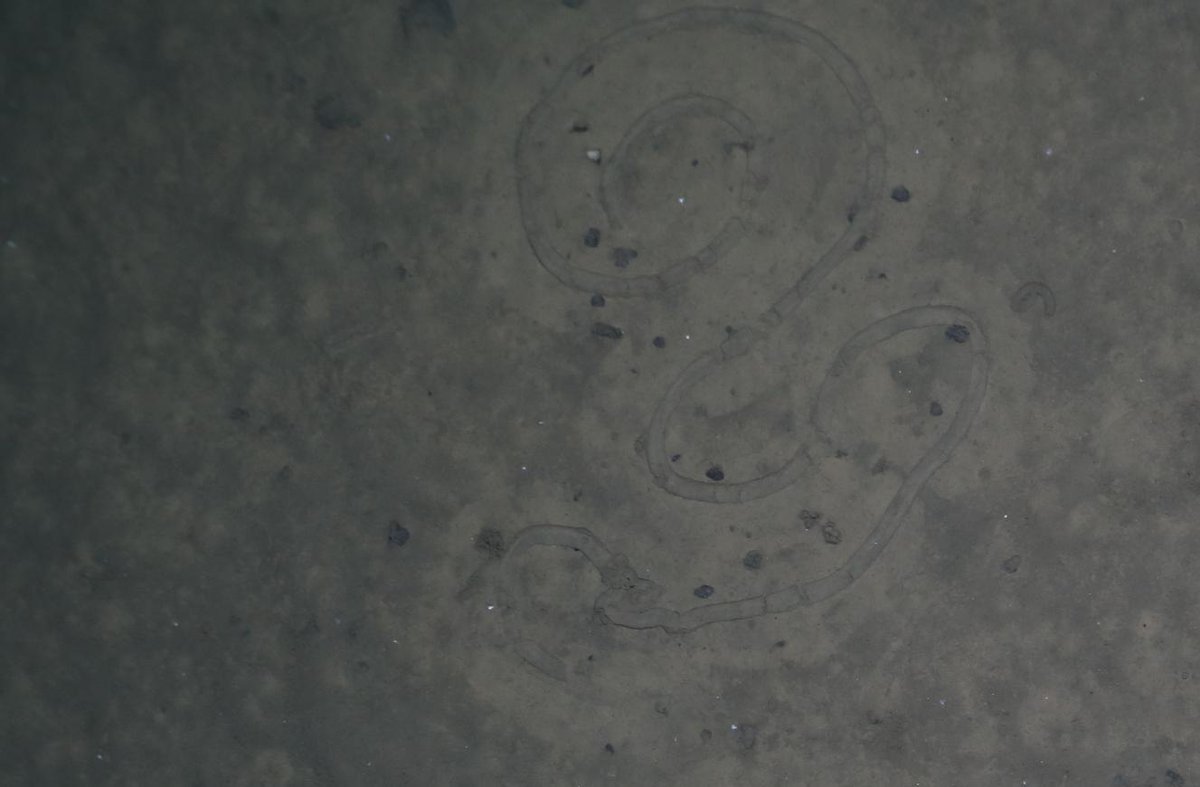 MelanieBergma18's tweet photo. #SO268: Some of the animals inhabiting the seafloor (#benthos) create amazing features. This is one of the reasons why they're so important in ecological terms. One station harboured particularly dense manganese nodule fields #benthic #deepsea #Pacific #Abyss @AWI_Media https://t.co/YPrflDQuFI