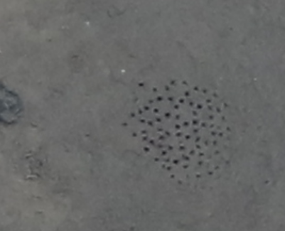 MelanieBergma18's tweet photo. #SO268: Some of the animals inhabiting the seafloor (#benthos) create amazing features. This is one of the reasons why they're so important in ecological terms. One station harboured particularly dense manganese nodule fields #benthic #deepsea #Pacific #Abyss @AWI_Media https://t.co/YPrflDQuFI