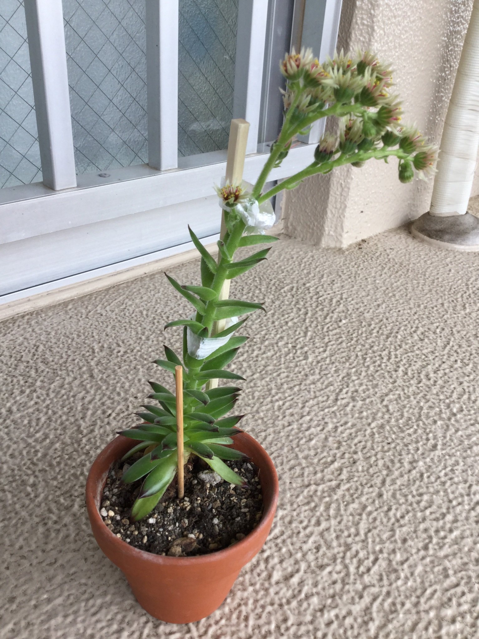 センペルビウムの花 Twitter Search Twitter