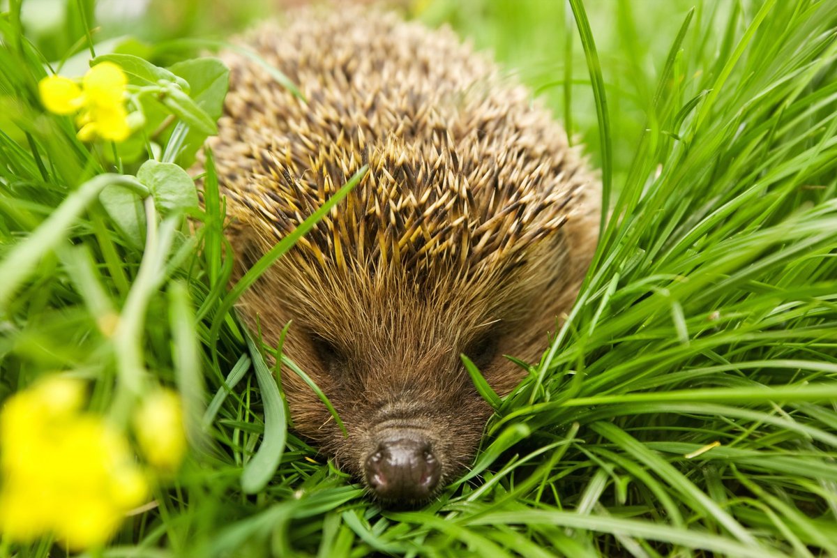 A_AMilne's tweet image. “It was a beautiful field. At the near end was a cluster of hazels, and on a summer's evening we could often hear hedgehogs rustling and snuggling among them. And on hot days the cows would come and stand beneath their shade." ~C.R.Milne #ThursdayThoughts #wildlife #hedgehogs