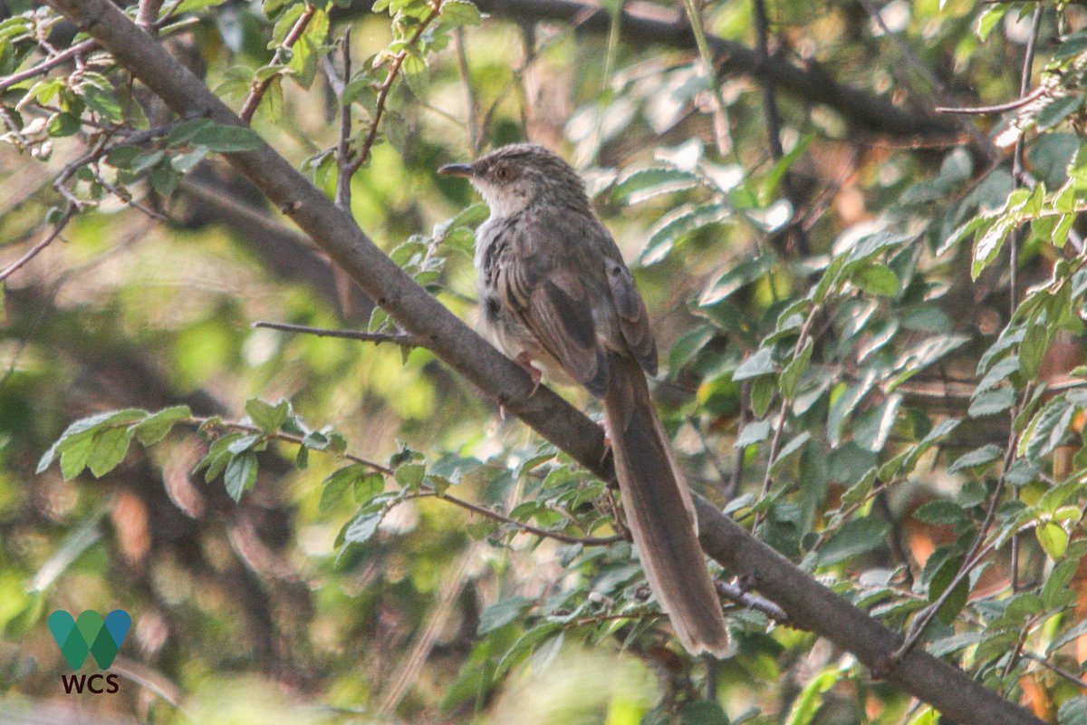 WCSMyanmar's tweet photo. The Brown Prinias found in Myanmar are now classified as a separate species Burmese Prinia Prina cook  #WCS @WCSMyanmar https://t.co/eqsEd16NVj