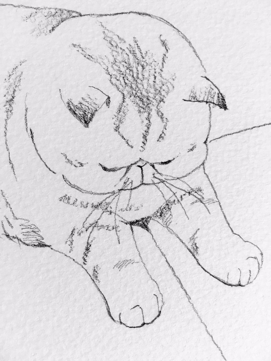 エキゾの醍醐味。
輪郭のかわいさ。

#エキゾチックショートヘア #猫イラスト #鉛筆画 #進捗 #猫好き #キジトラ 