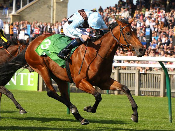 A Galileo ½-sister to Zoustar, Cosmelli, Brian Ryan and New Show make up four wildcards added to next week's #TattsJuly Sale  bit.ly/30bfkgE