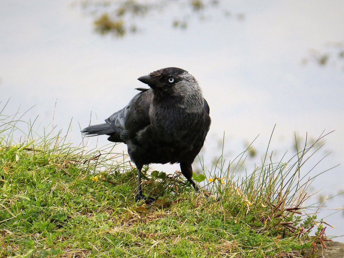 Royal Society Publishing (@rsocpublishing) on Twitter photo #ProcB Local interactions and their group-level consequences in flocking jackdaws @UoExeterCEC <a href="/StanfordEng/">Stanford Engineering</a> <a href="/SFUResearch/">SFU Research</a> royalsocietypublishing.org/doi/10.1098/rs… #ProcB Local interactions and their group-level consequences in flocking jackdaws @UoExeterCEC <a href="/StanfordEng/">Stanford Engineering</a> <a href="/SFUResearch/">SFU Research</a> royalsocietypublishing.org/doi/10.1098/rs…