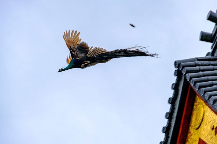 「え、鳳凰？」　茨城県のお寺で撮影された写真が神々しい 
⇒ grapee.jp/700235 

茨城県、雨引山楽法寺にて @yasunosukegram さんが撮影した４枚。
あまりの神々しさに、ご利益すら感じてしまいそう！