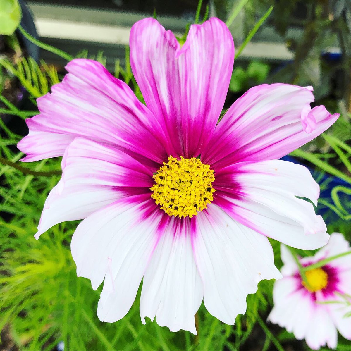 EllenMaryGarden's tweet photo. Good morning! ๐ Another gorgeous day means another stunning plant ๐๐ This Cosmos on the allotment is bloomin pretty & the bees completely love it! ๐๐๐
#thursdayvibes #allotment #savethebees https://t.co/ghufFQkSoG