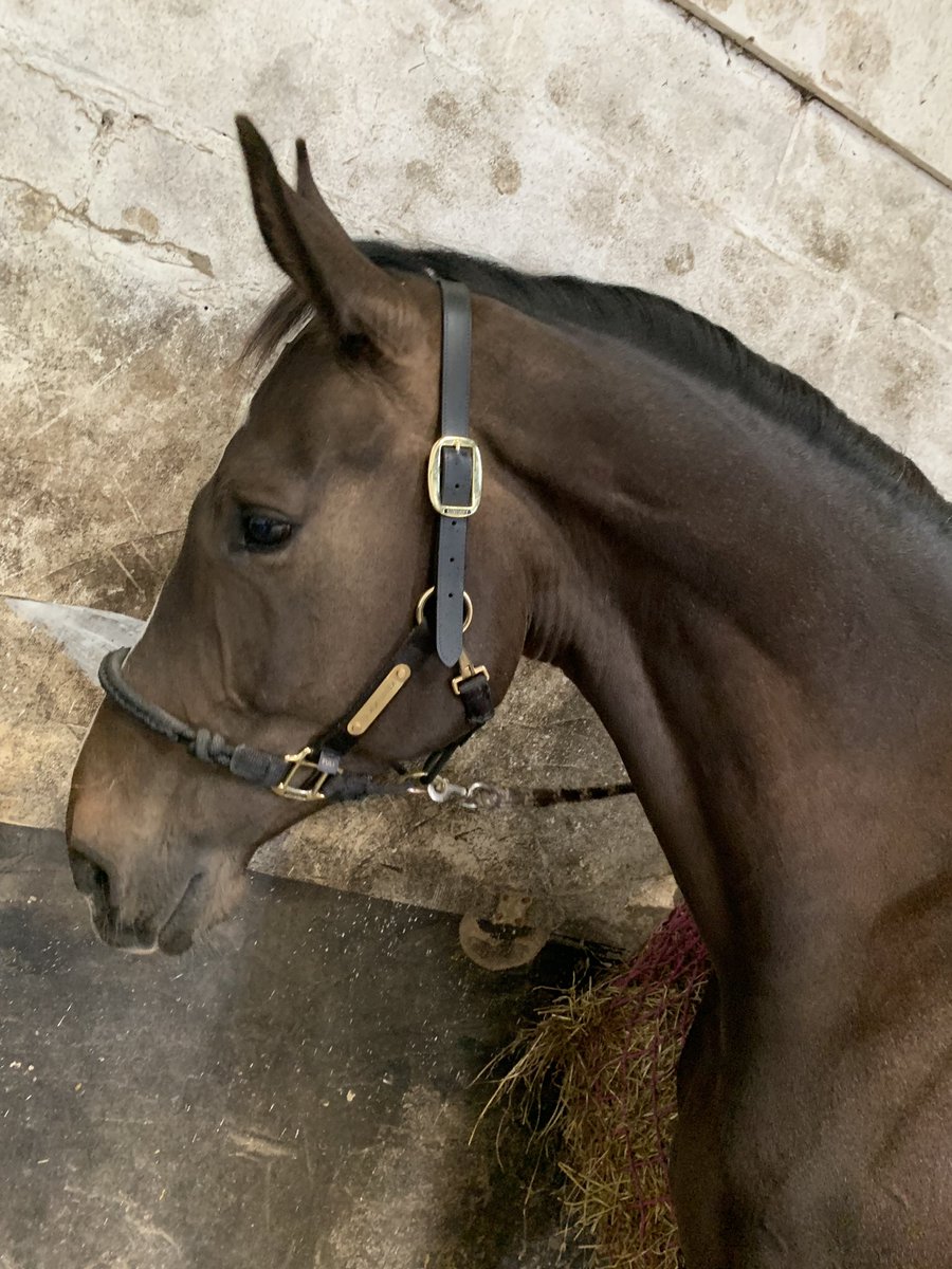 When your horses are just this #beautiful 

I literally couldn’t love them more. 
<a href="/equissimo/">Equissimo</a> <a href="/HorseBloggers_/">#HorseBloggers</a> <a href="/ShowJumpingHr/">#ShowJumpingHour 🏇</a> @RowenBarbary @HorseChatHour <a href="/tackroomfriday/">#TackRoomFriday 🏇</a> #horse #handsome #horselife #equestrian #kentuckyhorseware