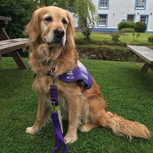 It’s hard to express how much Quizzy transformed Sues life as her first Canine Partner and the effect she had on all of us. So sad she’s gone. Run free old friend. #caninepartnersuk #assistancedogs #amazingdogstransforminglives ift.tt/2LzRxTD