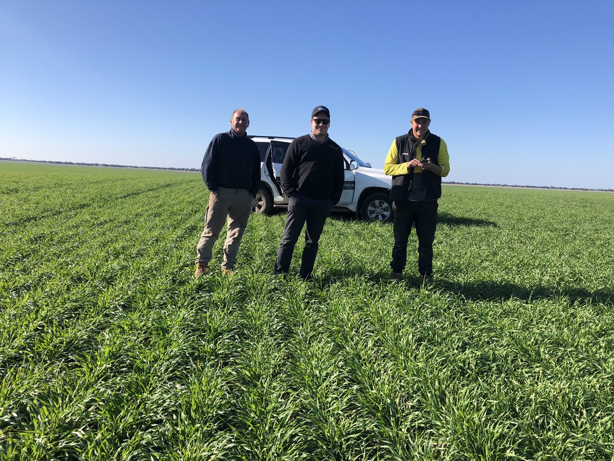 One of the hard part about planet is knowing it’s top end yield potential. Has cracked 6t ha in previous trials in the southern mallee and with a full soil profile of 💦we are set to test it yet again.
#nitrogen #fungicides 🌱<a href="/kentonp_ag/">Kenton Porker</a> <a href="/chriswalsh008/">Chris Walsh</a> <a href="/agrobaz/">Barry Haskins</a> <a href="/agronomeiste/">James Hunt</a>