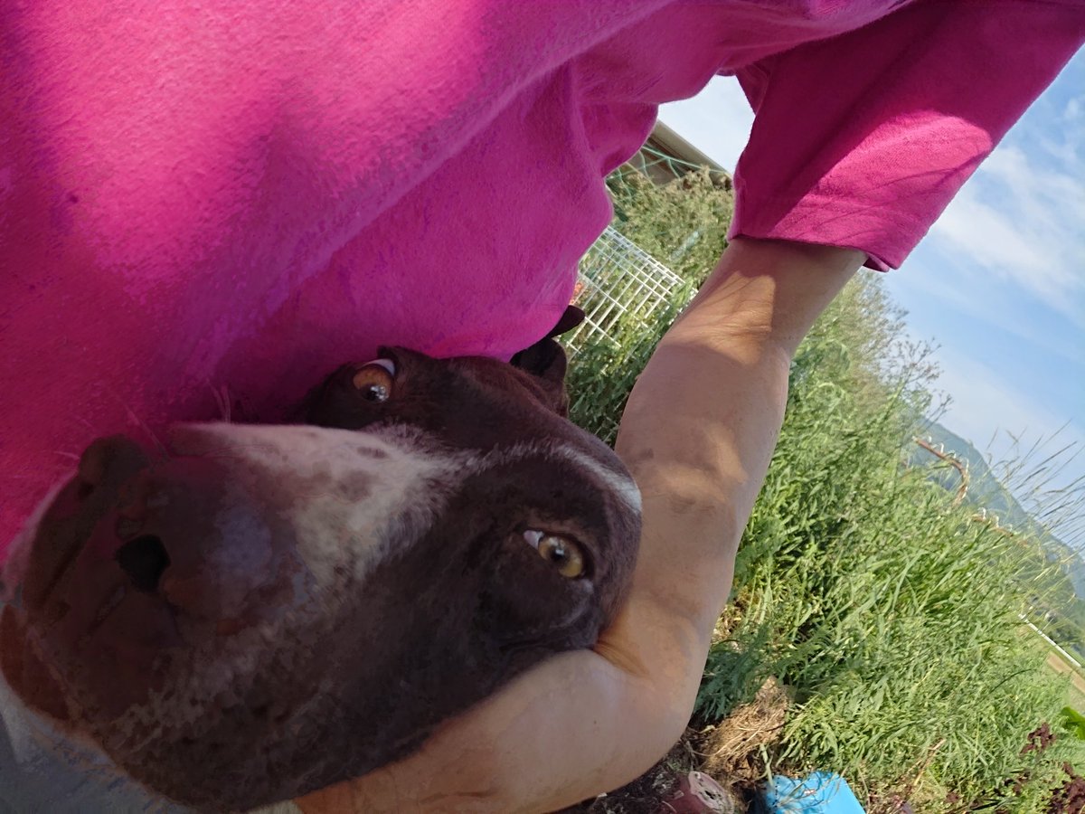 隙間犬