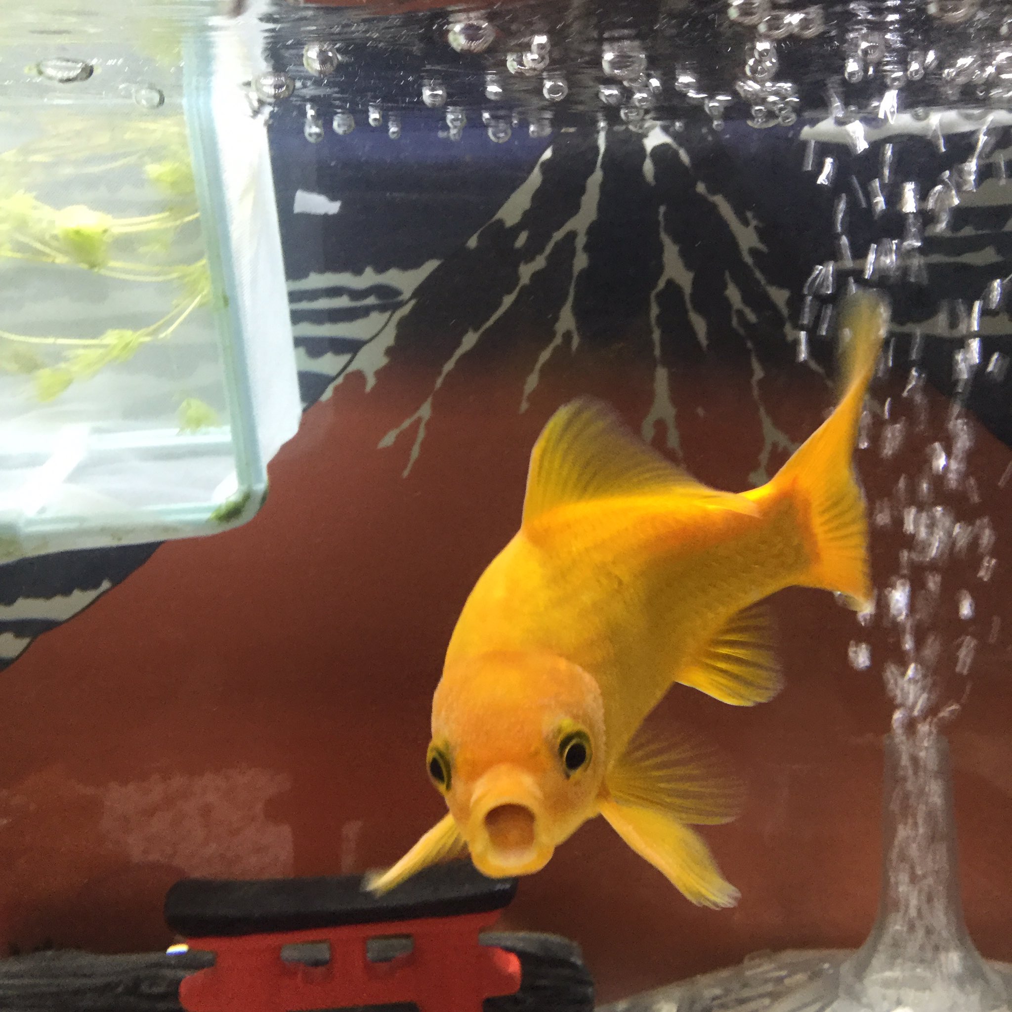 ট ইট র ちゃわん うちの金魚の正面顔コレクション 金魚 和金 イエロー和金