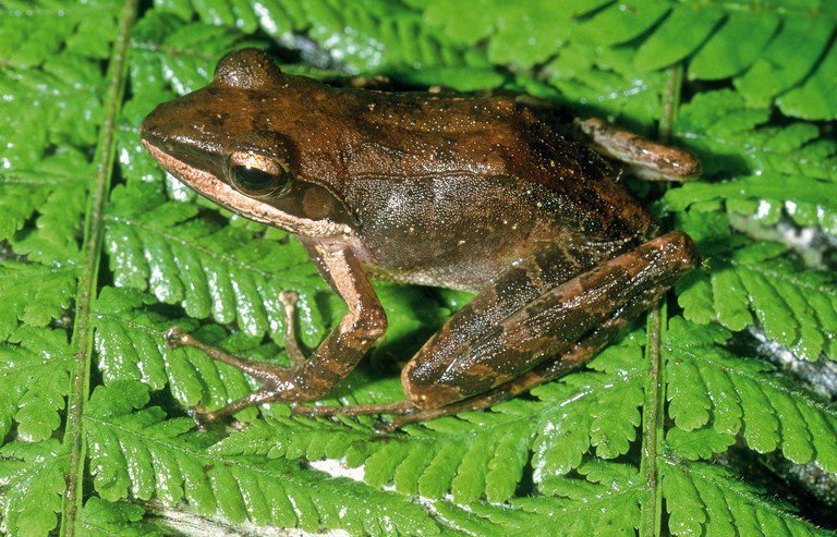 sahonagasy's tweet photo. #Gephyromantis_granulatus is a species of frog in the family Mantellidae, endemic to Madagascar. Its natural habitats are subtropical or tropical moist lowland forests, plantations, and heavily degraded former forest. It is threatened by habitat loss.

Photo by Miguel Vences https://t.co/BuedXcSguL