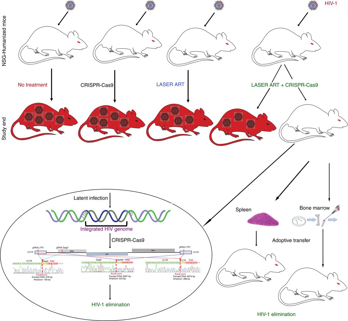 _ericklein_'s tweet image. Sequential LASER ART and CRISPR Treatments Eliminate HIV-1 in a Subset of Infected Humanized Mice
 nature.com/articles/s4146…