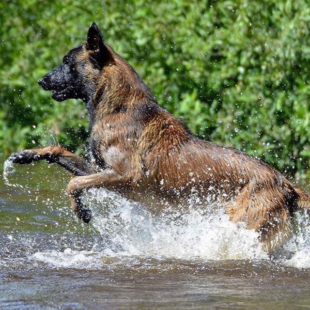 By @circuscanis 💦👏🏻👏🏻👏🏻 Use #malinoislovers to get featured🐕
-------------------------------------------------
#malinois#malinoislovers#animals#pets#dog#goals#boss#cute#love#happy#photooftheday#insta#lol#beauty#iphone#life#amazing#family#smile#friend… ift.tt/2KWu4g3