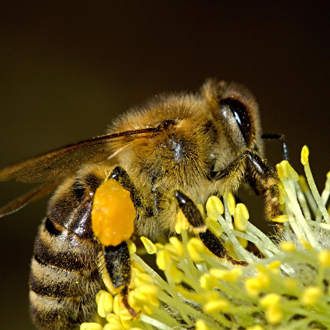 To share information about the best food sources, honeybees perform their ‘waggle dance’. When the worker returns to the hive, it moves in a figure-of-eight and waggles its body to indicate the direction of the food source.