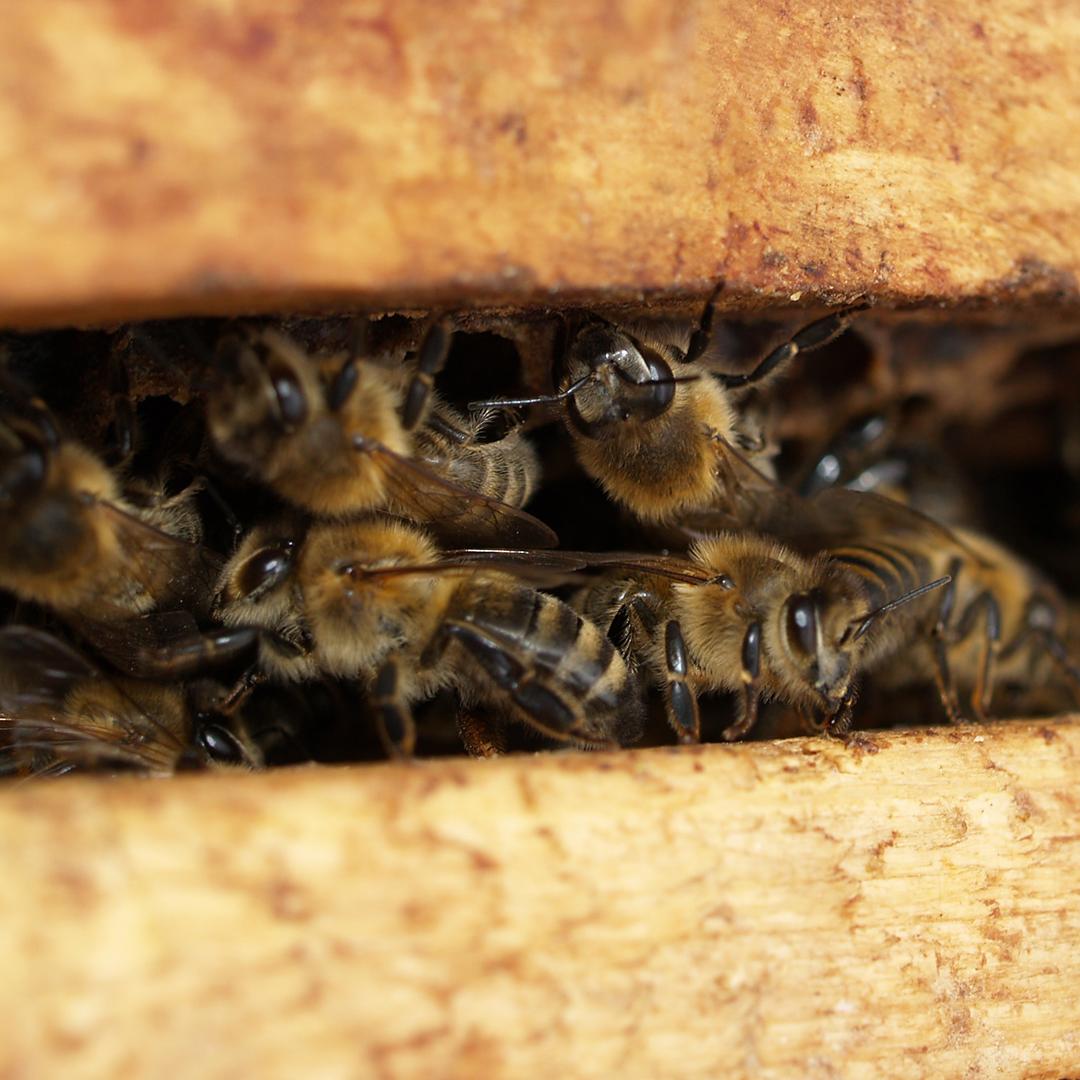 Did you know that honeybee's produce honey as food to store for the hive during winter? Luckily for us, these efficient little workers produce 2-3 time more honey than they need, so we get to enjoy the tasty treat, too!