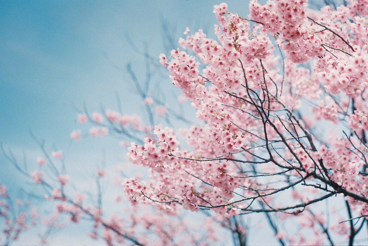 shinyukki's tweet photo. spのはるが帰ってきた。

#pentax  #pentaxsp  #photograph #spring https://t.co/thWC0cCc1A