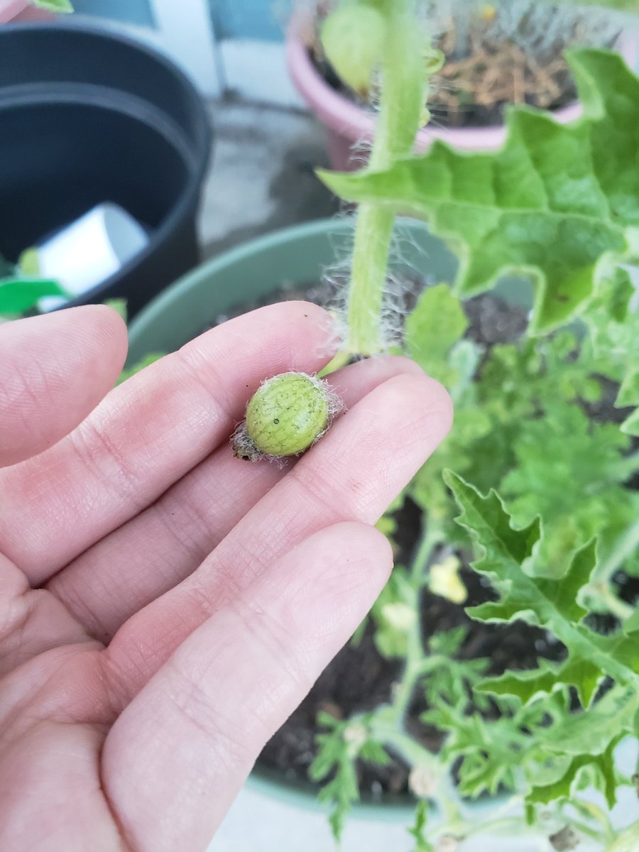 actthisname's tweet photo. I touched another melon baby and broke it off.....there's more growing I just get so excited.....ahhhhhh I'm killing my plants 😭😭😭 https://t.co/tozQ95XBDG