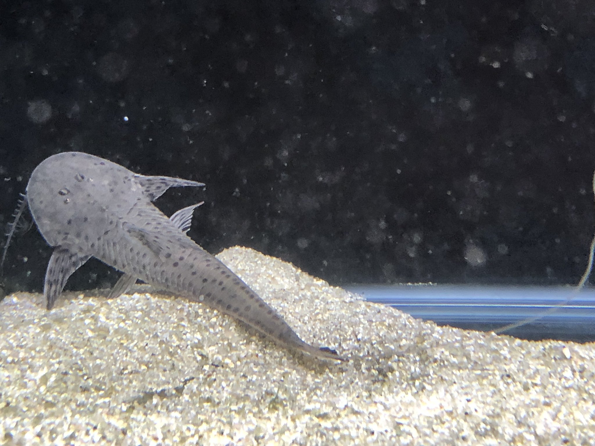 Twitter 上的 アミーゴ神戸灘店 アクアコーナー こんにちは アミーゴ神戸灘店です 本日の入荷情報をお届け致します サンダーロカリア 平べったく可愛い顔をしている面白い魚です ゼブラキャットの様な長い尾っぽも携えています アミーゴ ロカリア