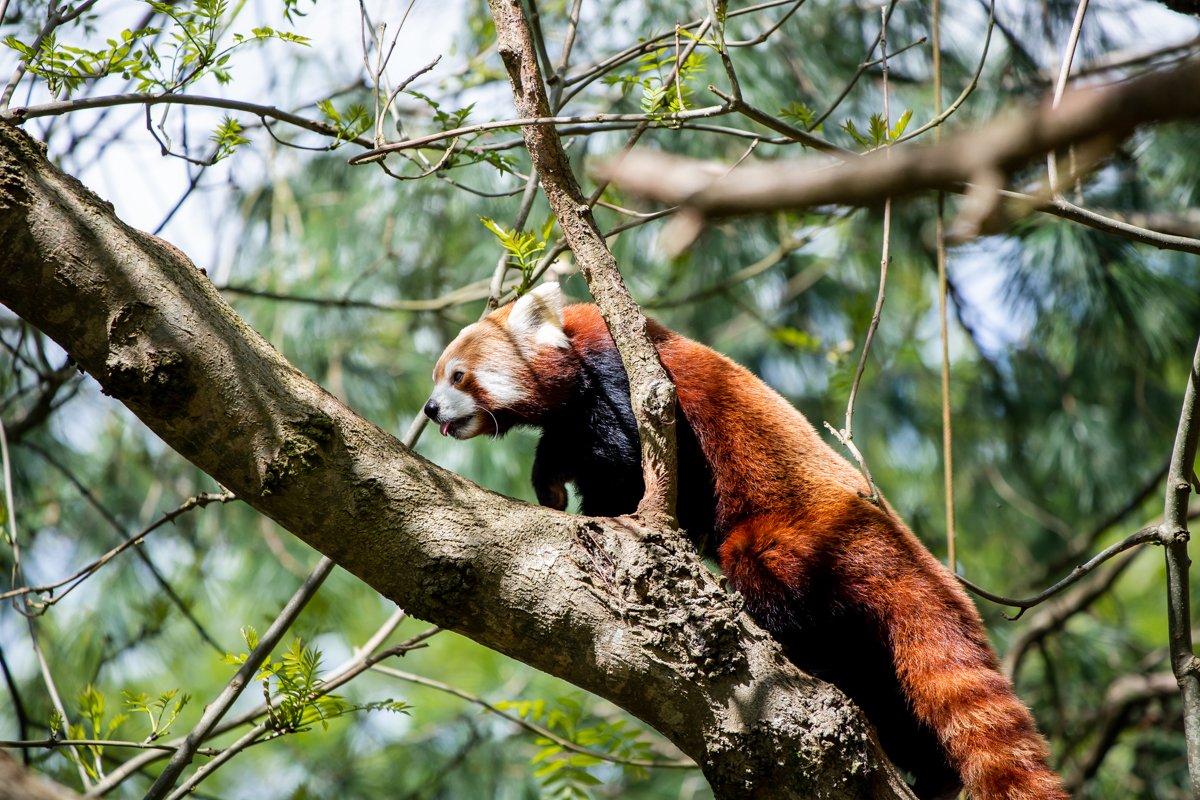 PaigntonZoo's tweet photo. Another red panda birthday you say?! Oh yes, as Randy is 12 today! 🥳
Randy joined us from Dortmund Zoo back in 2008 and currently resides with female Ember in the red panda exhibit.
Happy birthday Randy! 🎈 https://t.co/KWh2GJnfdX