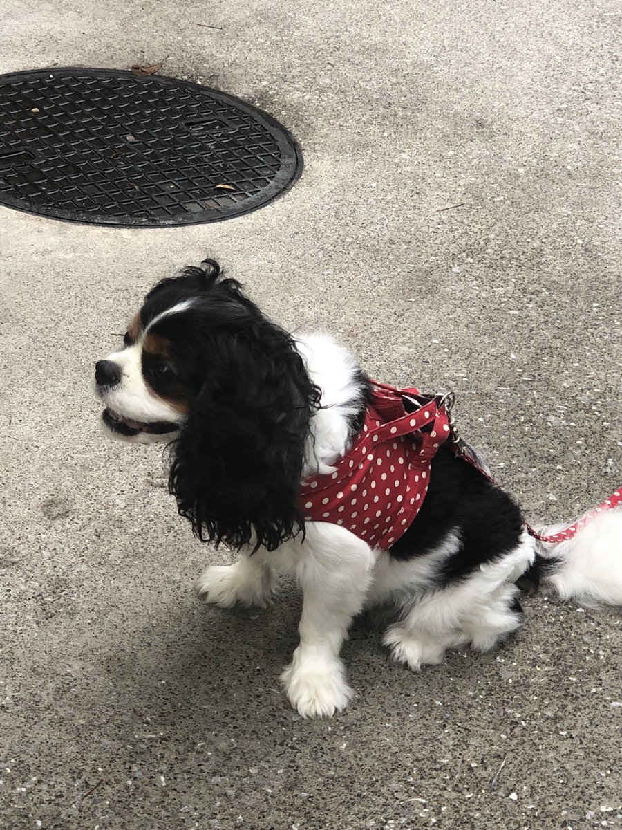 Takaaki Yayoi 犬 脊椎動物 犬科 哺乳動物 犬の品種 キャバリアキングチャールズスパニエル キングチャールズスパニエル 肉食動物 犬の服 コンパニオン犬