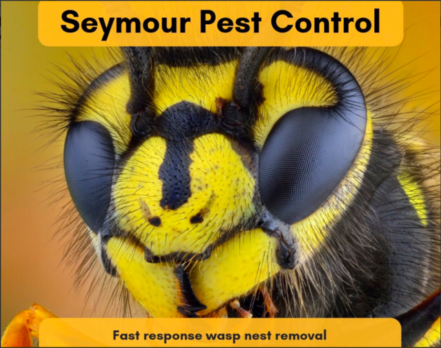 markseymour404's tweet photo. It is that time of year again! #pestcontrol #wasps #Tenterden #Rolvenden #Rye #Winchelsea Give your #local man Mark a call 07989111150 #KingOf https://t.co/JuLq9lgreO