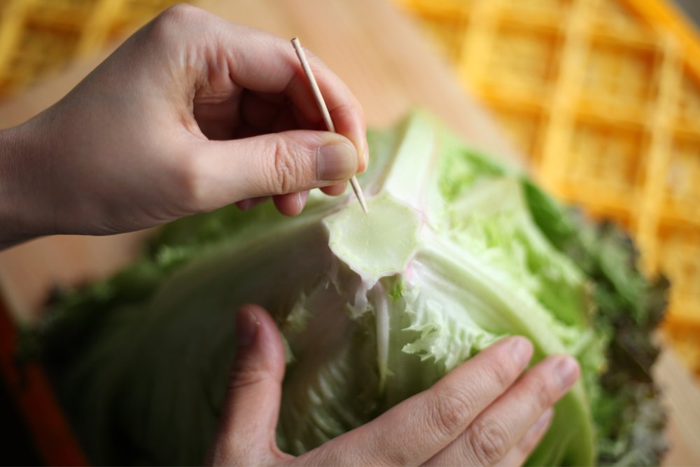 マノマノ U Tvitteri 裏技 レタスなどの葉物は 爪楊枝を刺すだけで 劇的に鮮度が長持ちしますよー これは芯にある成長点が破壊され それ以上の成長が止まるから まさに レタスの活け締め 刺したらキッチンペーパーで包み 冷蔵庫で保存すれば パリパリ