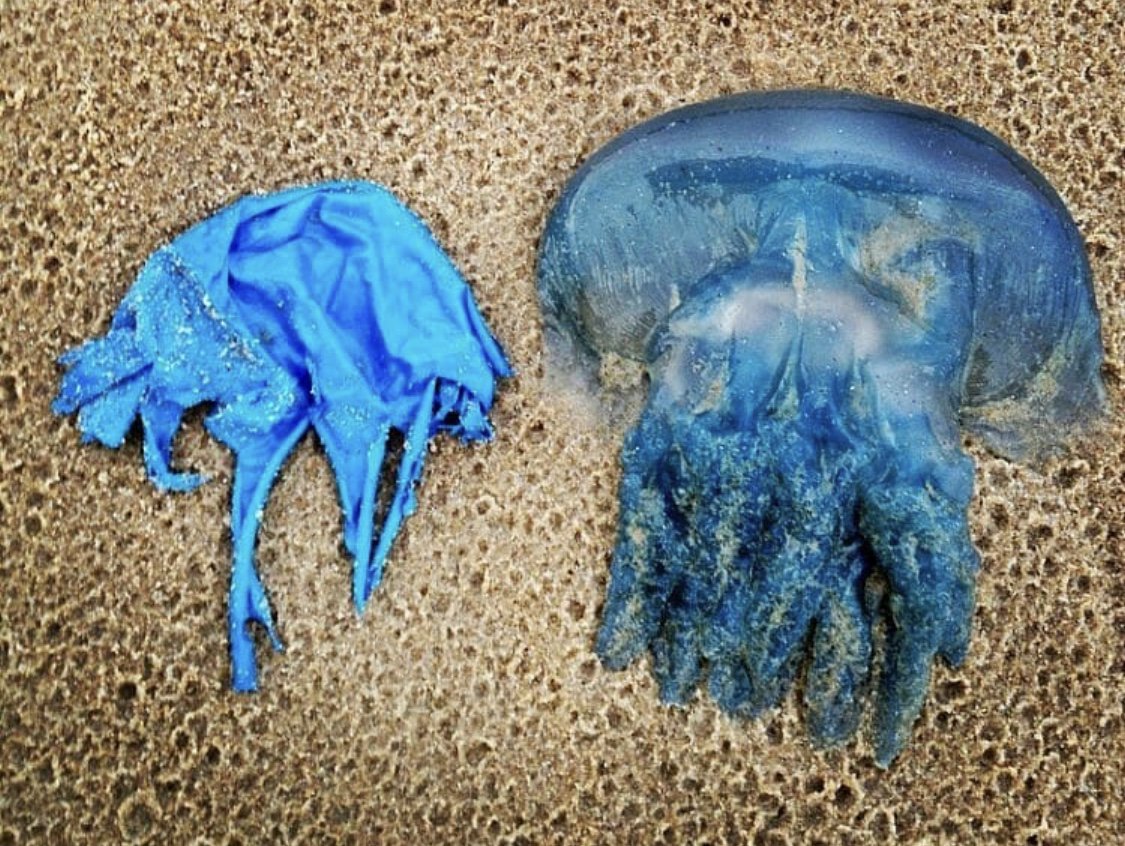 crampress's tweet image. ¿Se parecen verdad? 
Las medusas forman parte de la dieta de las tortugas marinas y pueden ser fácilmente confundibles con un "inocente" globo desinflado. Celebra tus festividades importantes libre de objetos de 1 solo uso. Celebra sin amenazar al planeta 🌍 #ThrowTrashThursday