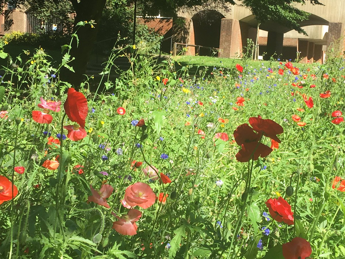 PHellermann's tweet photo. Working in @SussexUni library today and really enjoying the beautiful wildflowers on campus! https://t.co/lNVUmbWWlr
