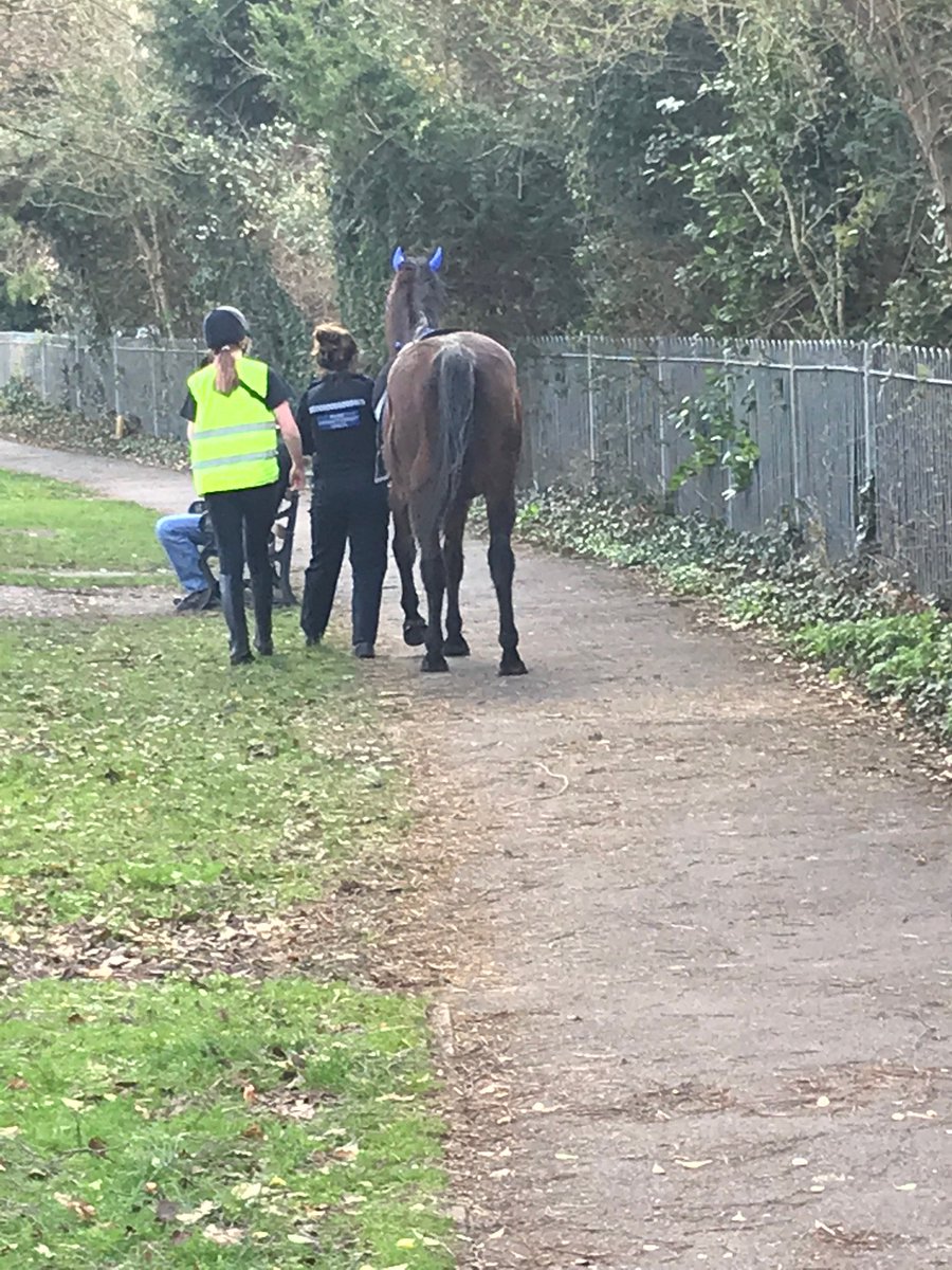 TVP_Oxfordshire's tweet photo. #ThrowbackThursday when PCSO White assisted a member of the public who was struggling to control her horse when riding down Marston Road in Oxford. Every day is different but we are always willing to help! #BartonRisinghurstSandhillsNHPT #HorseAndRider #NotYourAverageThursday https://t.co/RsipaB7cJ4