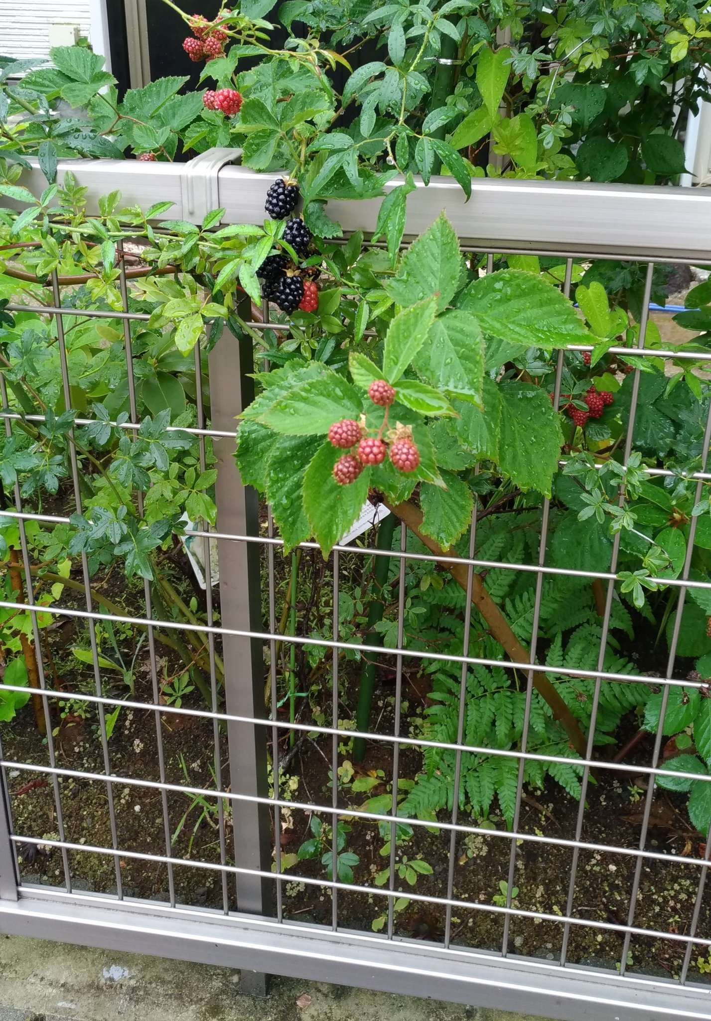 しずく ここ含めてもあんまり植えてるお家無いなー 悪名高いからかな 植えてはいけない Twitter